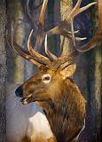 Elk Among Trees_52468